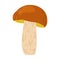 Suillus mushroom. Edible fungus. Cartoon flat style isolated on the white