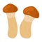 Suillus mushroom. Edible fungus. Cartoon flat style isolated on the white