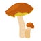 Suillus mushroom. Edible fungus. Cartoon flat style isolated on the white