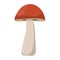 Suillus mushroom. Edible Organic mushrooms. Truffle brown cap. Forest wild mushrooms types