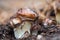 suillus mushroom in a forest