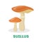 Suillus mushroom. Organic plant, ingredient for delicious food.