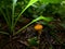 Suillus mushroom in the woods, BOLETUS ELEGANS