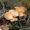 Suillus mushrooms