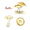 Suillus mushrooms set, growing, whole and cut
