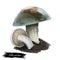 Suillus punctipes spicy suillus,bolete fungus in Suillaceae. Edible mushroom closeup digital art illustration. Boletus,