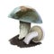 Suillus punctipes spicy suillus,bolete fungus in Suillaceae. Edible mushroom closeup digital art illustration. Boletus,