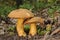 Suillus variegatus fungus