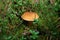 Suillus variegatus velvet bolete or variegated bolete grow in the moss.