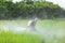 SUKHOTHAI, THAILAND - JUNE 17, 2018 : An unidentified people spraying chemical to young green rice field in Sukhothai on June