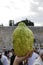 Sukkot Jewish holiday at the Western wall: the Citron, Hebrew: `Etrog`  or Citrus medica, one of the four species