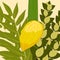 Sukkot. Judaic holiday. Traditional symbols - Etrog, lulav, hadas, arava.