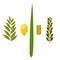 Sukkot. Judaic holiday. Traditional symbols - Etrog, lulav, hadas, arava.