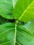 Sukun Leaf growing detail plant