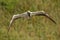 Sula serrator - Australian Gannet - takapu flying above the nesting colony in New Zealand