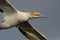 Sula serrator - Australian Gannet - takapu flying above the nesting colony in New Zealand