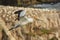 Sula serrator - Australian Gannet - takapu in Muriwai Beach New Zealand