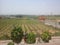 Sula Wine Yards scenery