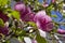 Sulange magnolia Black tulip