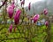 Sulange magnolia Black tulip close-up on a tree branch