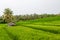 A `sulap` farmers hut in middle of a Balinese rice paddy.