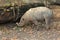 Sulawesi babirusa