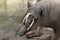 Sulawesi babirusa (Babyrousa celebensis).