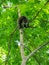 Sulawesi bear cuscus, Ailurops ursinus. Tangkoko reserve, North Sulawesi