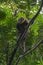 Sulawesi bear cuscus Ailurops ursinus in a tree in Tangkoko National Park, North Sulawesi.