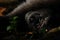 Sulawesi Black Crested Macaque looks at camera in Tangkoko Nature Reserve