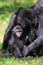 Sulawesi crested macaque