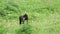 Sulawesi crested macaque eating grass