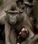 Sulawesi Crested Macaque family