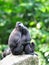 Sulawesi Crested Macaque hugging