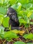 Sulawesi crested macaques, Macaca nigra