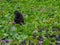 Sulawesi crested macaques, Macaca nigra