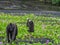 Sulawesi crested macaques, Macaca nigra