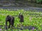 Sulawesi crested macaques, Macaca nigra