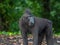 Sulawesi crested macaques, Macaca nigras