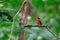 Sulawesi dwarf kingfisher