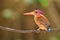 Sulawesi Dwarf Kingfisher