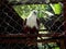 Sulawesi eagle in the cage of conservation park