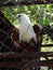 Sulawesi eagle in the cage of conservation park