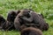 Sulawesi Macaque / Crested Black Macaques / Macaca nigra group, hugging and performing mutual grooming.