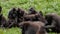 Sulawesi Macaque / Crested Black Macaques / Macaca nigra group, hugging and performing mutual grooming.