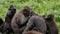 Sulawesi Macaque / Crested Black Macaques / Macaca nigra group, hugging and performing mutual grooming.