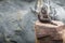 Sulawesi macaque sitting on the stone, copy space