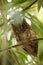 Sulawesi Scops Owl sitting on the branch in bamboo canopy, Tangkoko Reserve, Sulawesi, Indonesia,  exotic birding experience in