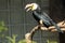 Sulawesi tarictic hornbill