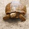 Sulcata tortoise